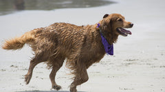 Golden Retriever che corre sulla spiaggia