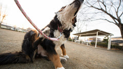 Bovaro del Bernese che si gratta durante la passeggiata
