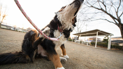 Bovaro del Bernese che si gratta durante la passeggiata