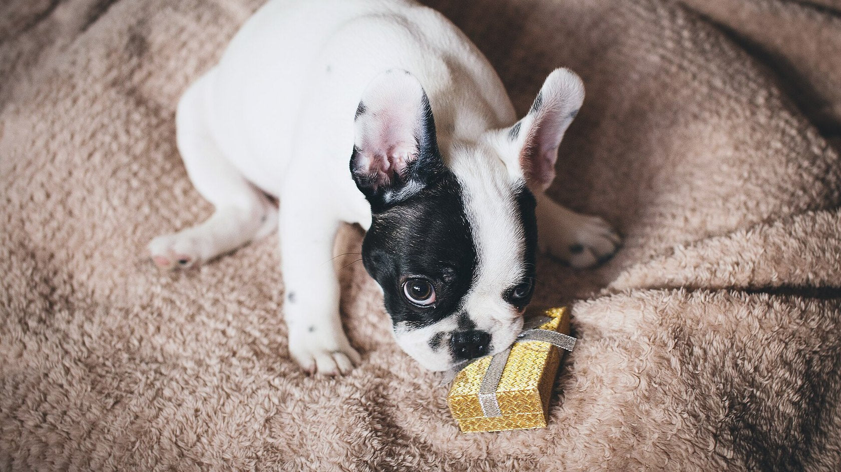 Cucciolo di bulldog francese sdraiato su una coperta accanto a un piccolo premio