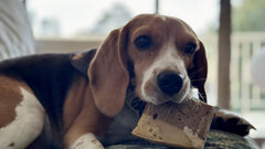Beagle sdraiato sul divano con un premio in bocca