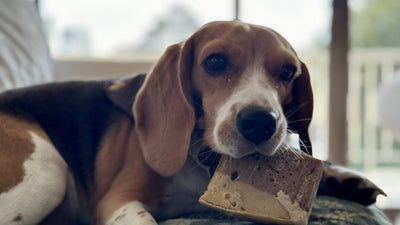 Beagle sdraiato sul divano con un premio in bocca