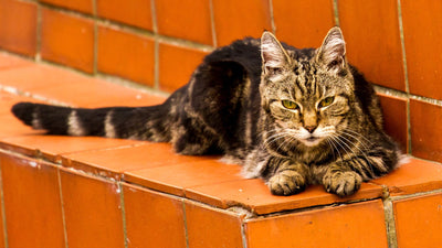 Gatto tigrato anziano accucciato su un gradino di mattonelle arancioni