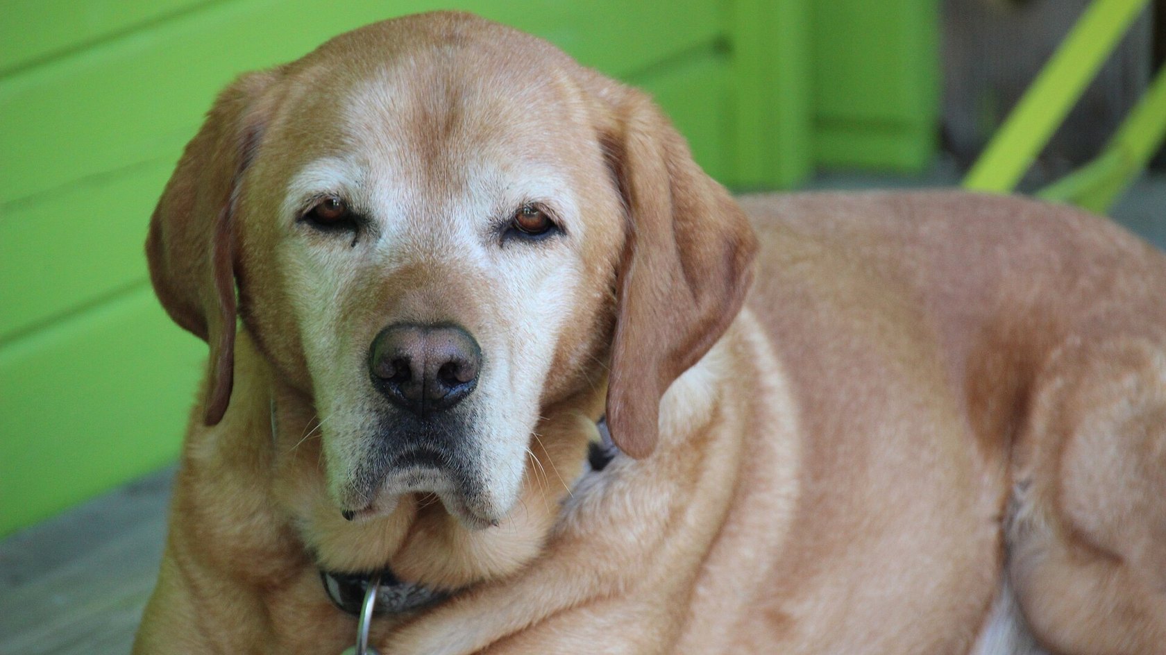 Labrador anziano dal muso bianco sdraiato che guarda verso l’obiettivo