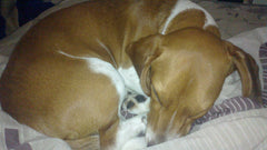 Cane marrone e bianco che dorme raggomitolato su un cuscino