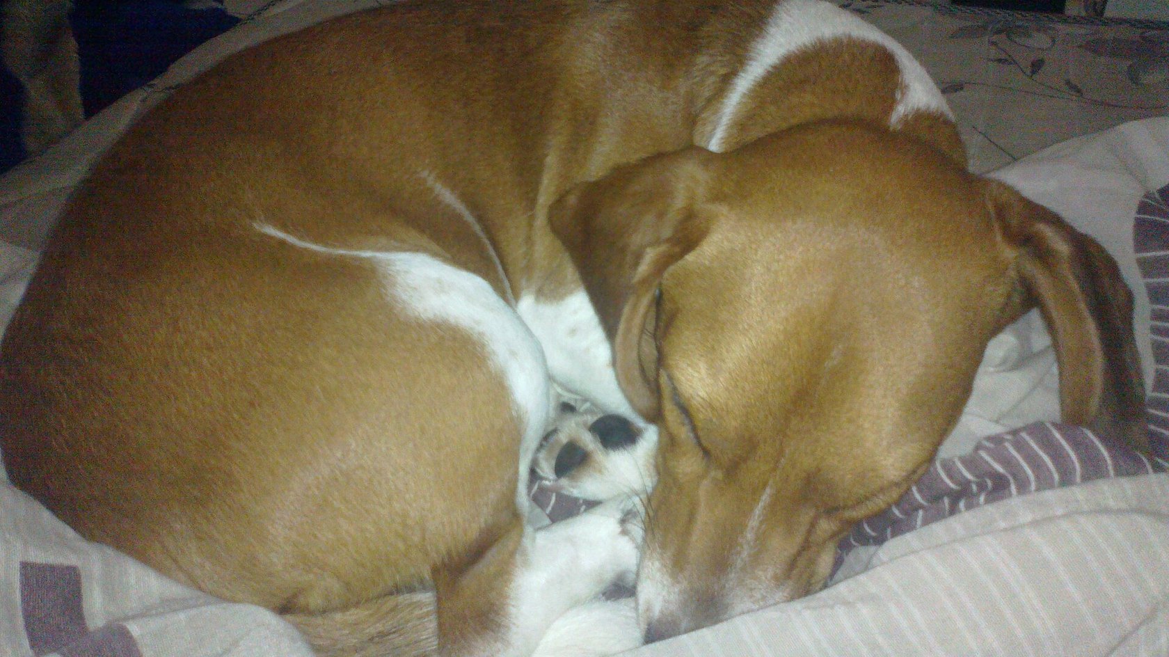 Cane marrone e bianco che dorme raggomitolato su un cuscino