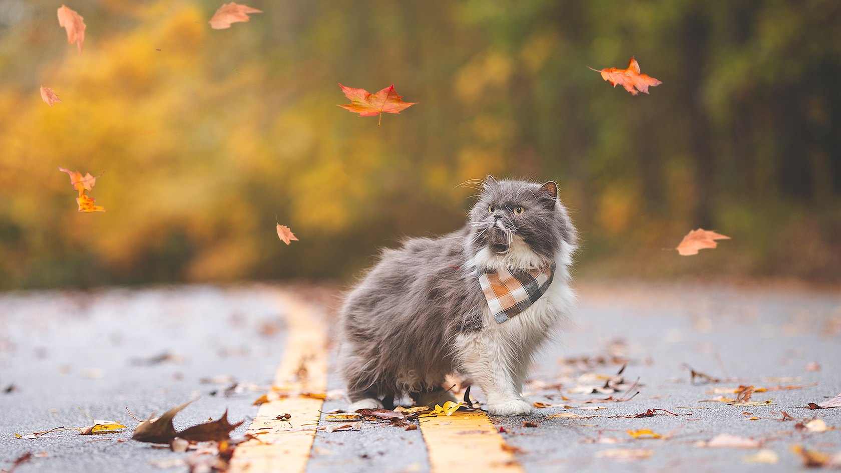 Gatto a pelo lungo tra le foglie d’autunno