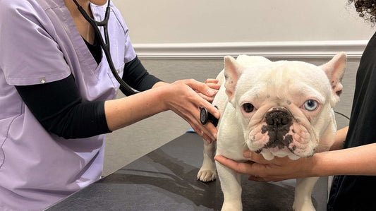 Veterinaria che ausculta con lo stetoscopio un bulldog francese bianco sul tavolo da visita