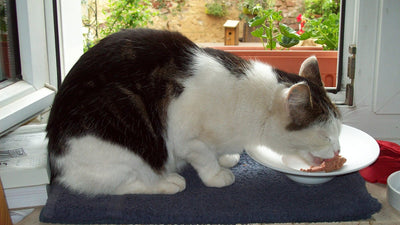 Gatto bianco e nero che mangia da un piatto
