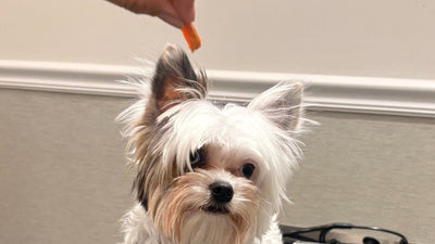 Piccolo cane che guarda un bocconcino tenuto in mano