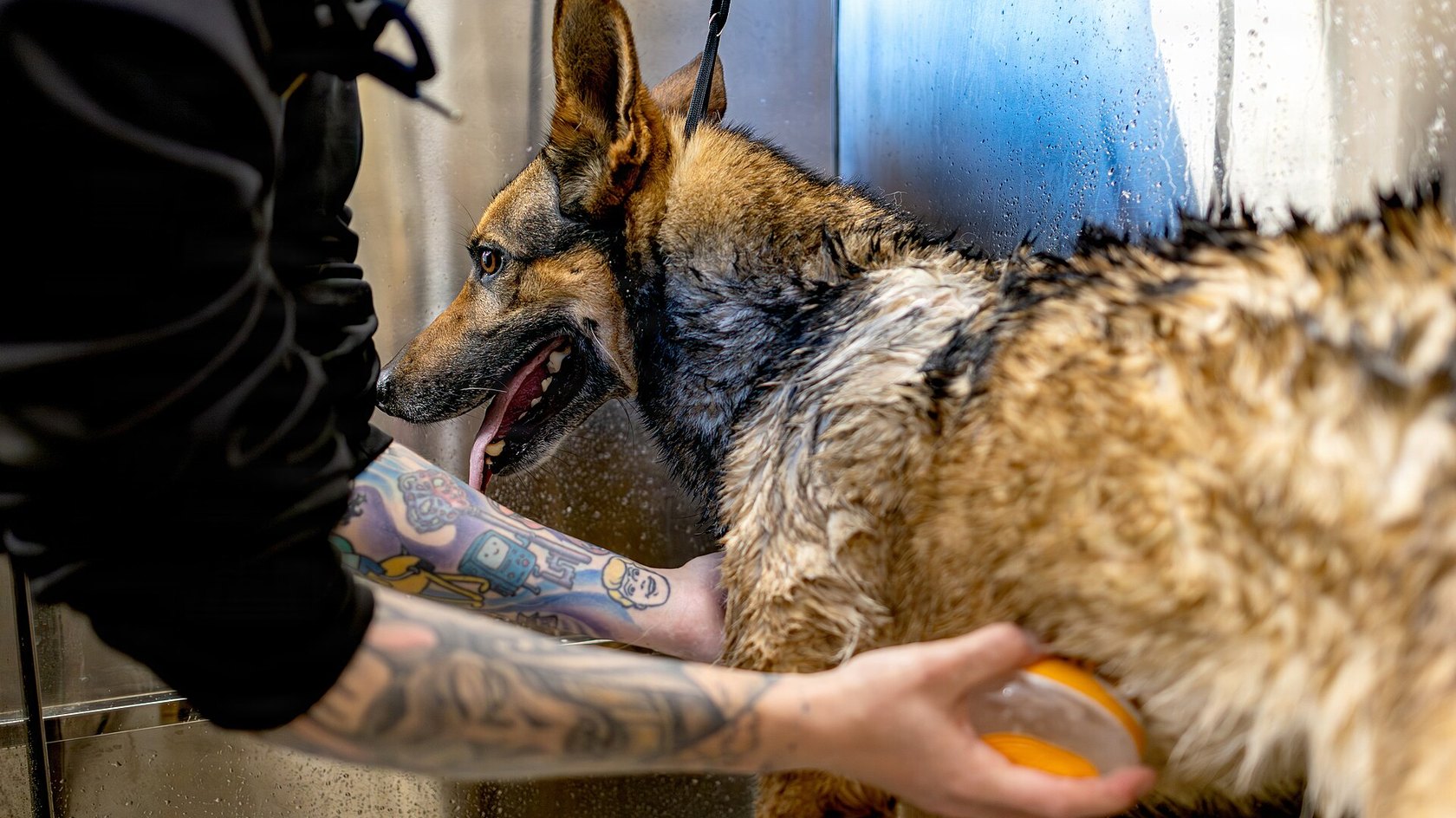 Cane bagnato durante il bagno mentre viene insaponato con una spazzola morbida