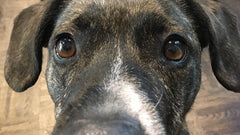 Cane tigrato con il muso brizzolato che guarda verso l’obiettivo