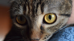 Primo piano degli occhi gialli di un gatto tigrato