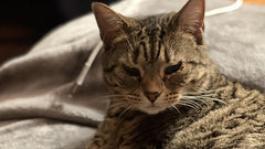 Gatto soriano con gli occhi socchiusi che riposa su una coperta