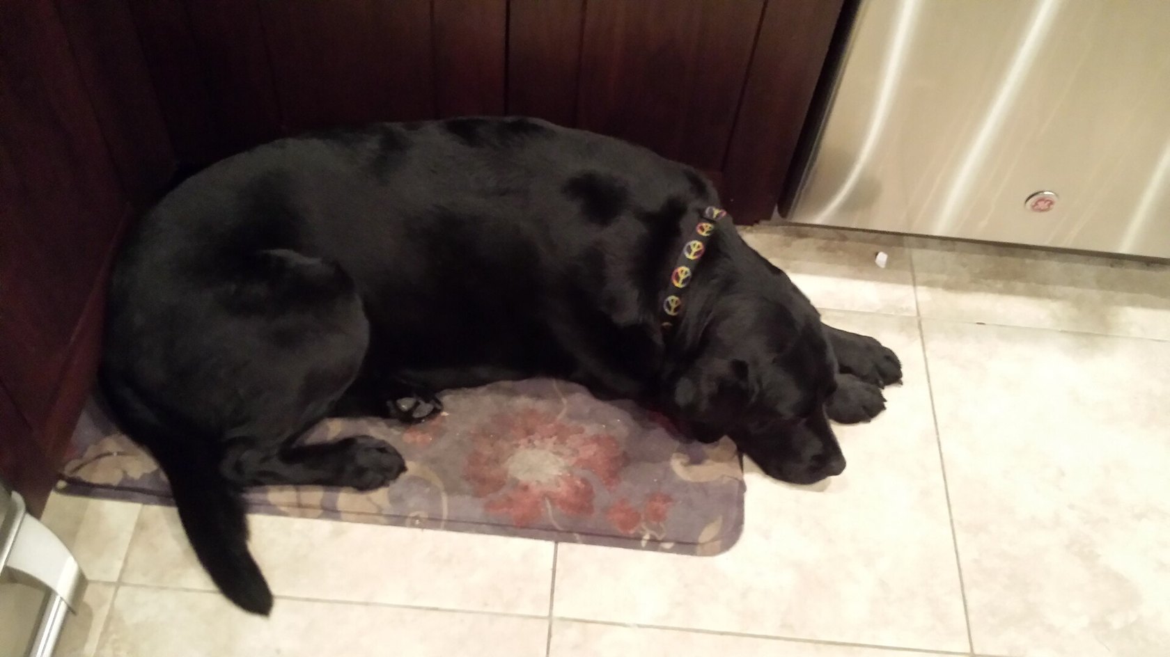 Labrador nero che riposa sul pavimento