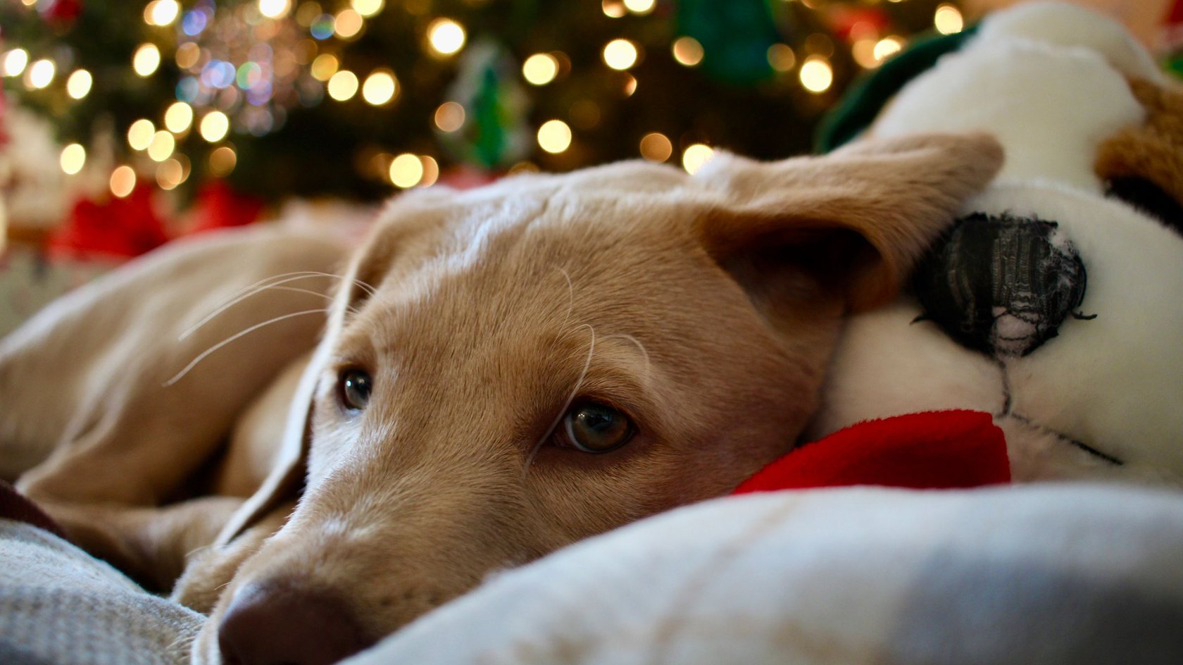 Cucciolo di cane color miele sdraiato su una coperta davanti alle luci dell’albero di Natale