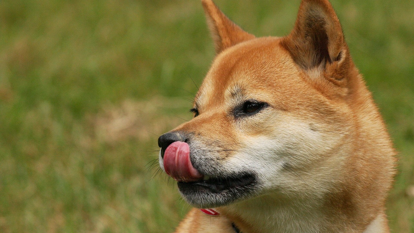 Shiba Inu che si lecca il muso