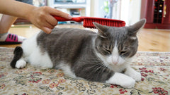Gatto grigio e bianco sdraiato su un tappeto mentre viene spazzolato