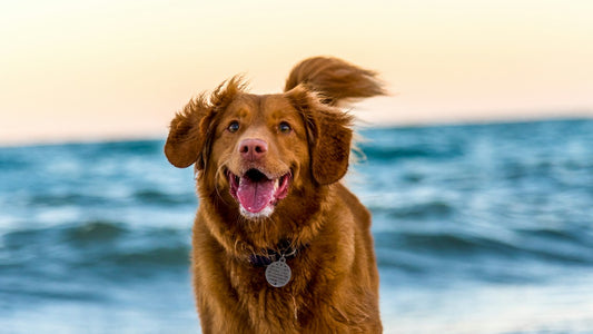 Cane a passeggio con collare antiparassitario