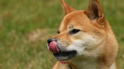 Shiba Inu che si lecca le labbra, segnale tipico di nausea