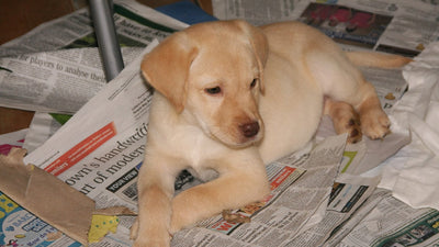 Cucciolo di labrador sdraiato su fogli di giornale in casa