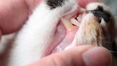 Mano che solleva il labbro di un gatto per controllare denti e gengive