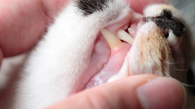 Mano che solleva il labbro di un gatto per controllare denti e gengive