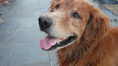 Golden Retriever anziano con il muso grigio
