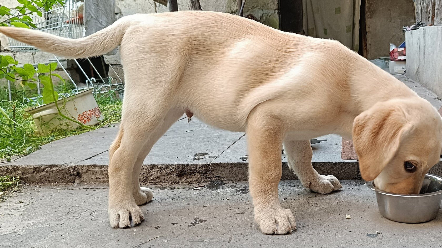 Cucciolo di Labrador che mangia da una ciotola in cortile