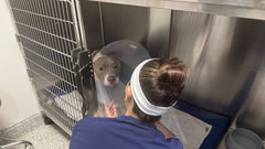 Cane con collare elisabettiano accudito da una veterinaria in ambulatorio
