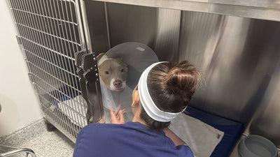 Cane con collare elisabettiano accudito da una veterinaria in ambulatorio