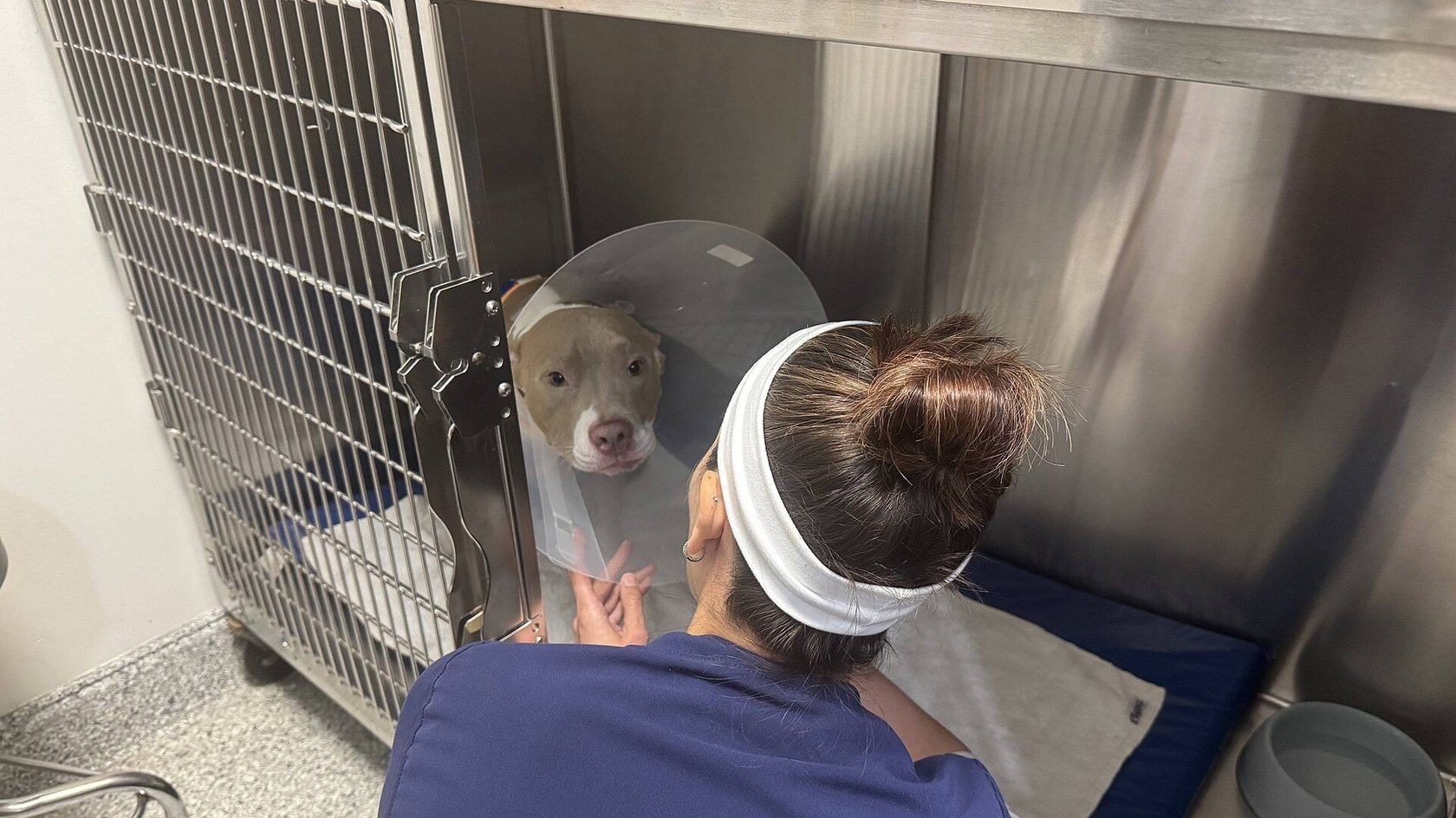Cane con collare elisabettiano accudito da una veterinaria in ambulatorio
