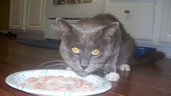 Gatto grigio che mangia da un piatto