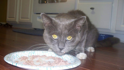 Gatto grigio che mangia da un piatto