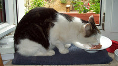Gatto bianco e nero che mangia da un piatto vicino alla finestra