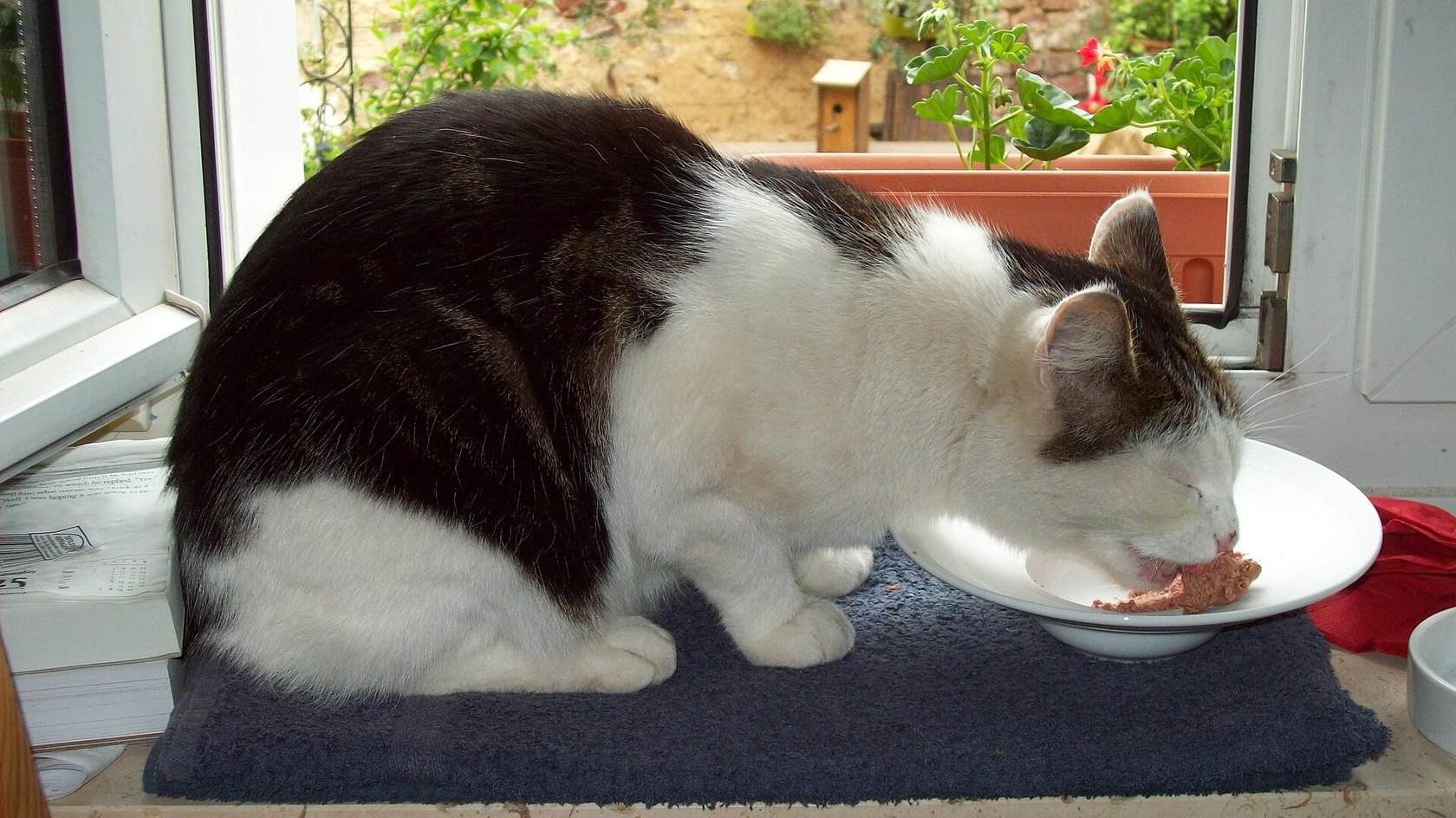 Gatto bianco e nero che mangia da un piatto vicino alla finestra