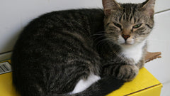 Gatto tigrato accucciato sopra una lettiera