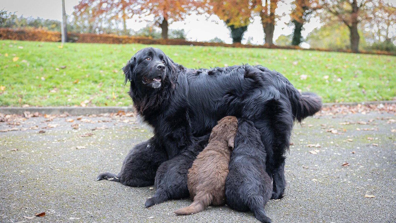 Cagna nera che allatta i cuccioli su un vialetto