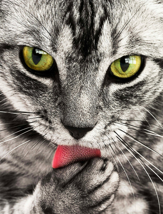Perchè i gatti hanno la lingua ruvida ?