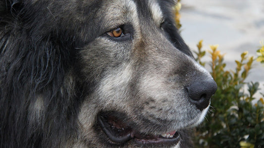 Primo piano del muso e degli occhi di un cane, tema congiuntivite