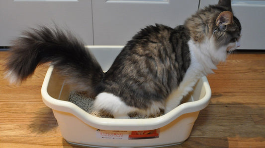 Gatto che usa la lettiera, tema costipazione nel gatto
