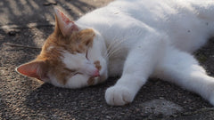 Gatto bianco e rosso rilassato che dorme disteso, tema feromoni e benessere felino