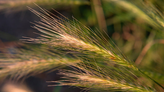 Spighe di orzo selvatico (Hordeum murinum), i forasacchi pericolosi per il cane