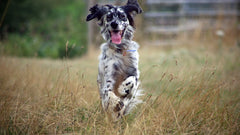 Setter inglese che corre nell’erba alta, tema mobilità e articolazioni del cane