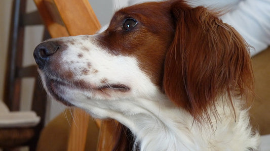 Profilo di un cane con orecchie pendenti, tema Malassezia su cute e orecchie