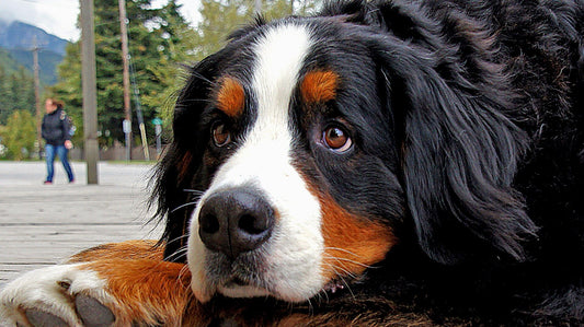 Bovaro del Bernese sdraiato con il mantello in primo piano, tema cute e tigna