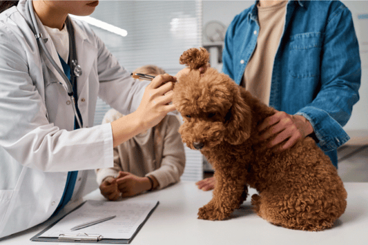 Otite cane: rimedi senza ricetta che funzionano davvero