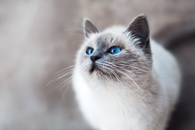 Cyber Monday per Cani e Gatti: Come Trovare le Offerte Migliori (e Cosa Comprare)