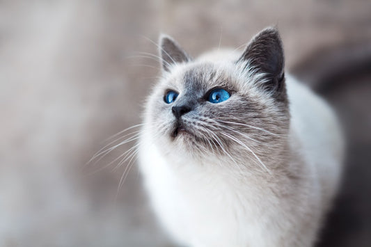 Cyber Monday per Cani e Gatti: Come Trovare le Offerte Migliori (e Cosa Comprare)