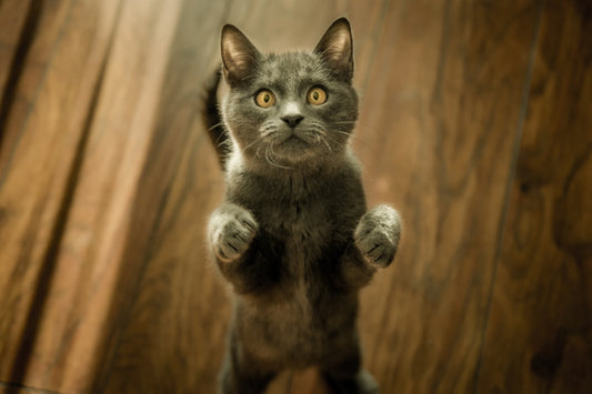 Igiene del gatto: guida completa alla scelta della lettiera perfetta